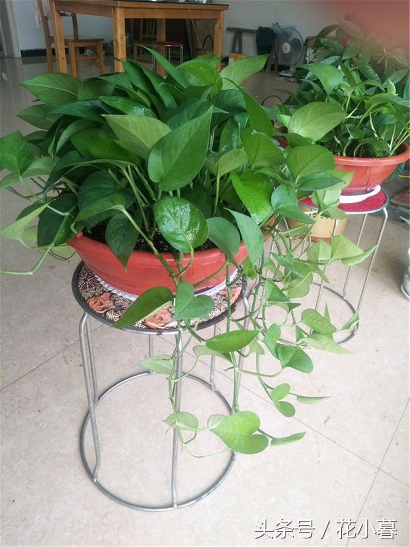 绿萝怎样爬墙长得快,绿萝可以直接爬墙吗