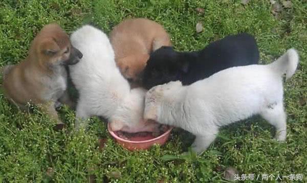 狗狗吃饭狼吞虎咽怎么改正,狗狗吃饭狼吞虎咽怎么办