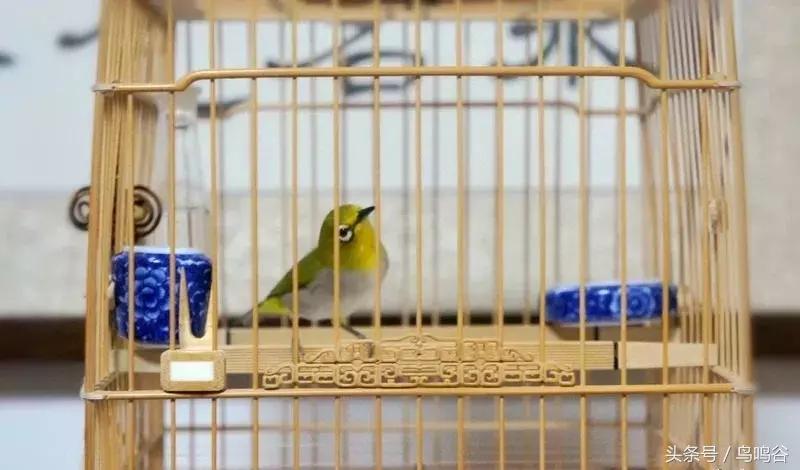 上班族如何养绣眼,绣眼鸟的日常护理