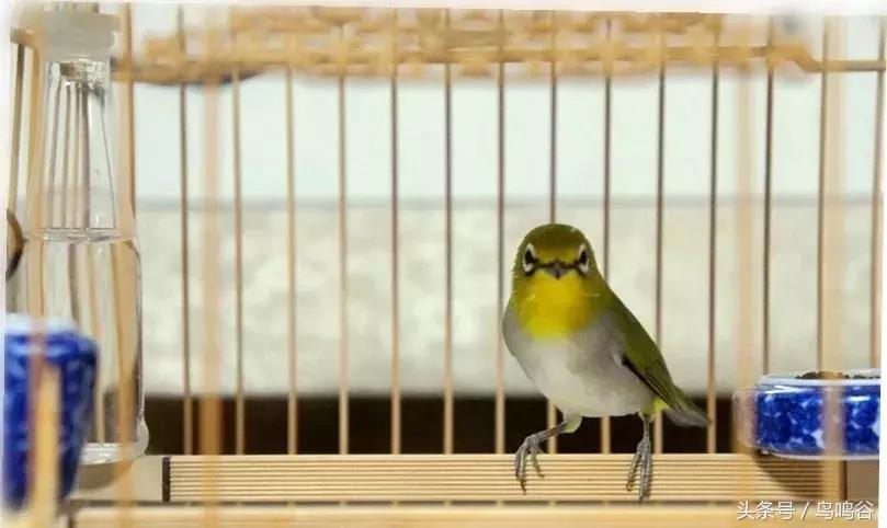 上班族如何养绣眼,绣眼鸟的日常护理