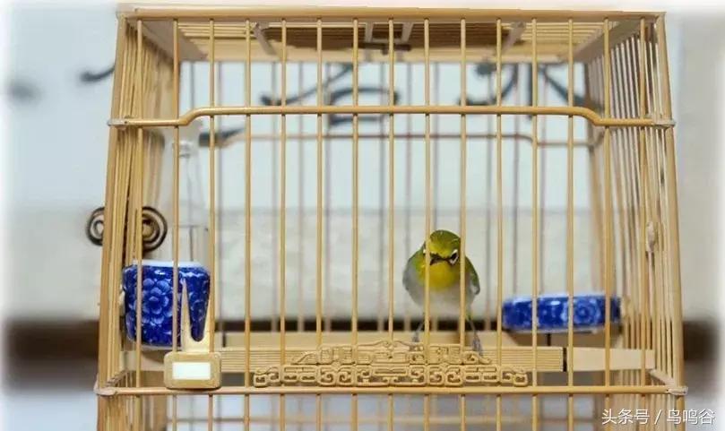 上班族如何养绣眼,绣眼鸟的日常护理