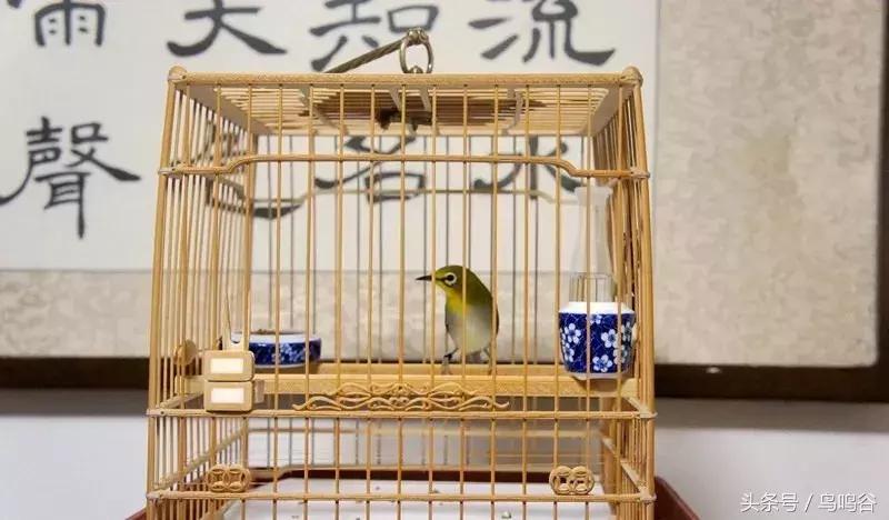 上班族如何养绣眼,绣眼鸟的日常护理