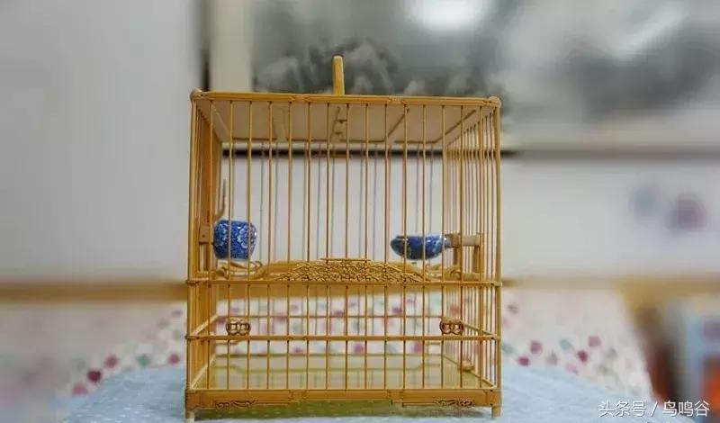 上班族如何养绣眼,绣眼鸟的日常护理