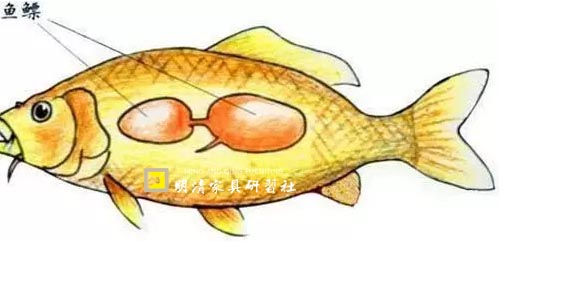 鱼鳔胶顶级,鱼鳔胶是最好的胶水