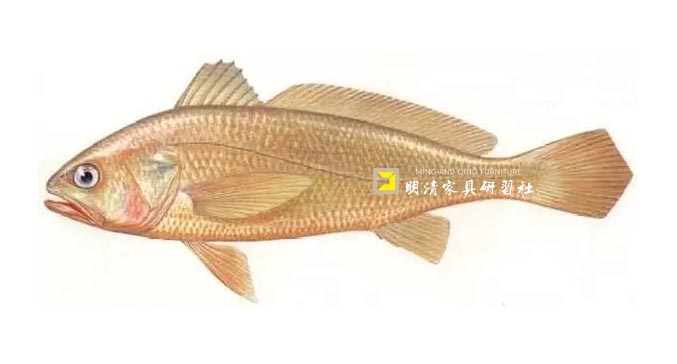 鱼鳔胶顶级,鱼鳔胶是最好的胶水