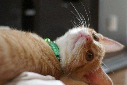 领养可以代替购物吗,领养与购买的方法