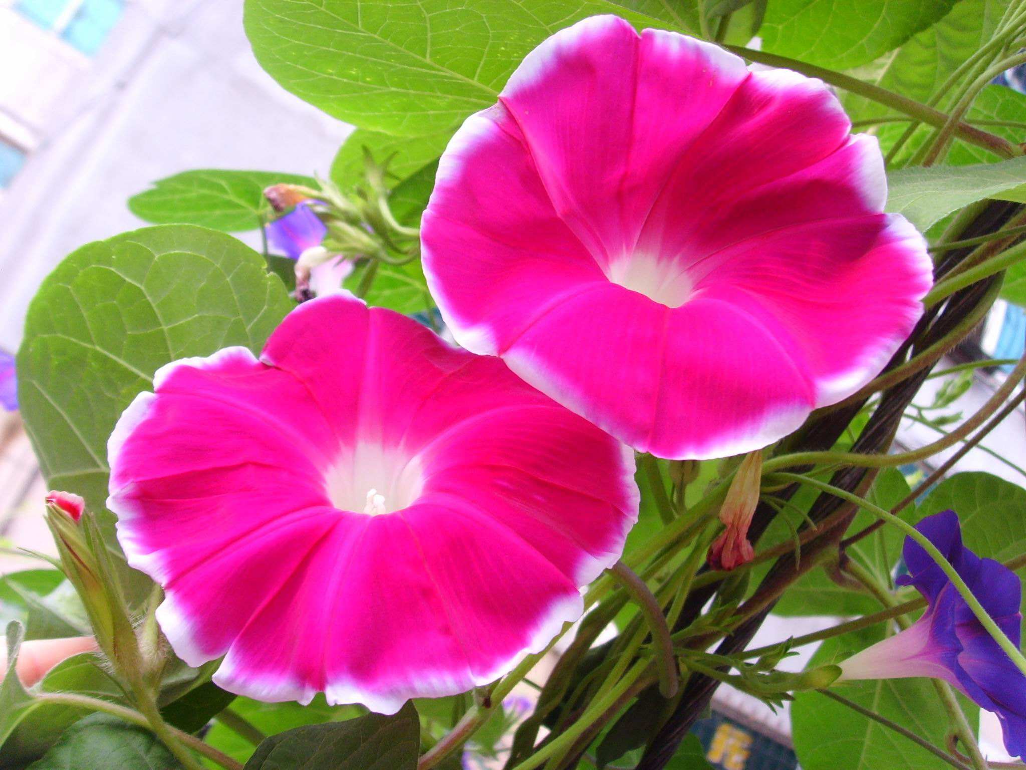 说文解字第28讲,说文解字第69课