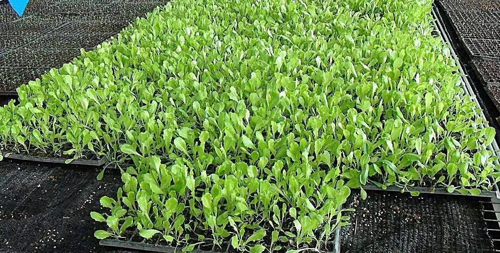 喜欢种菜怎么种,芽苗菜种植最新技术