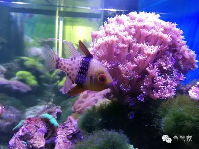 新手养热带鱼买什么水草好,新手好养的低温热带鱼