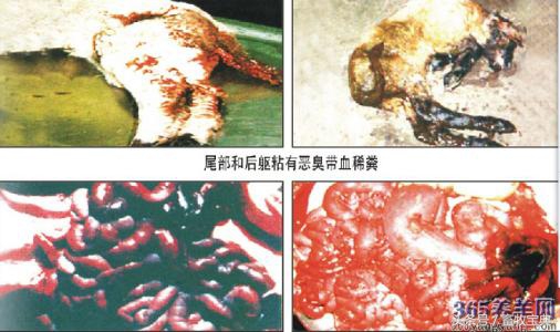 养牛跟我学第一篇第二章第二节