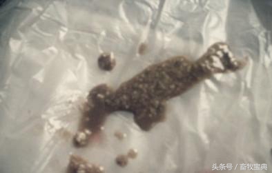 养牛跟我学第一篇第二章第二节