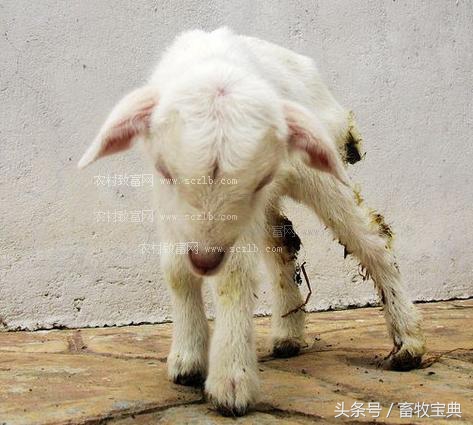 养牛跟我学第一篇第二章第二节