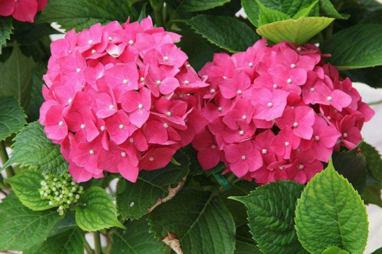 醋和小苏打浇花能杀虫吗,小苏打兑水喷花叶子有用吗