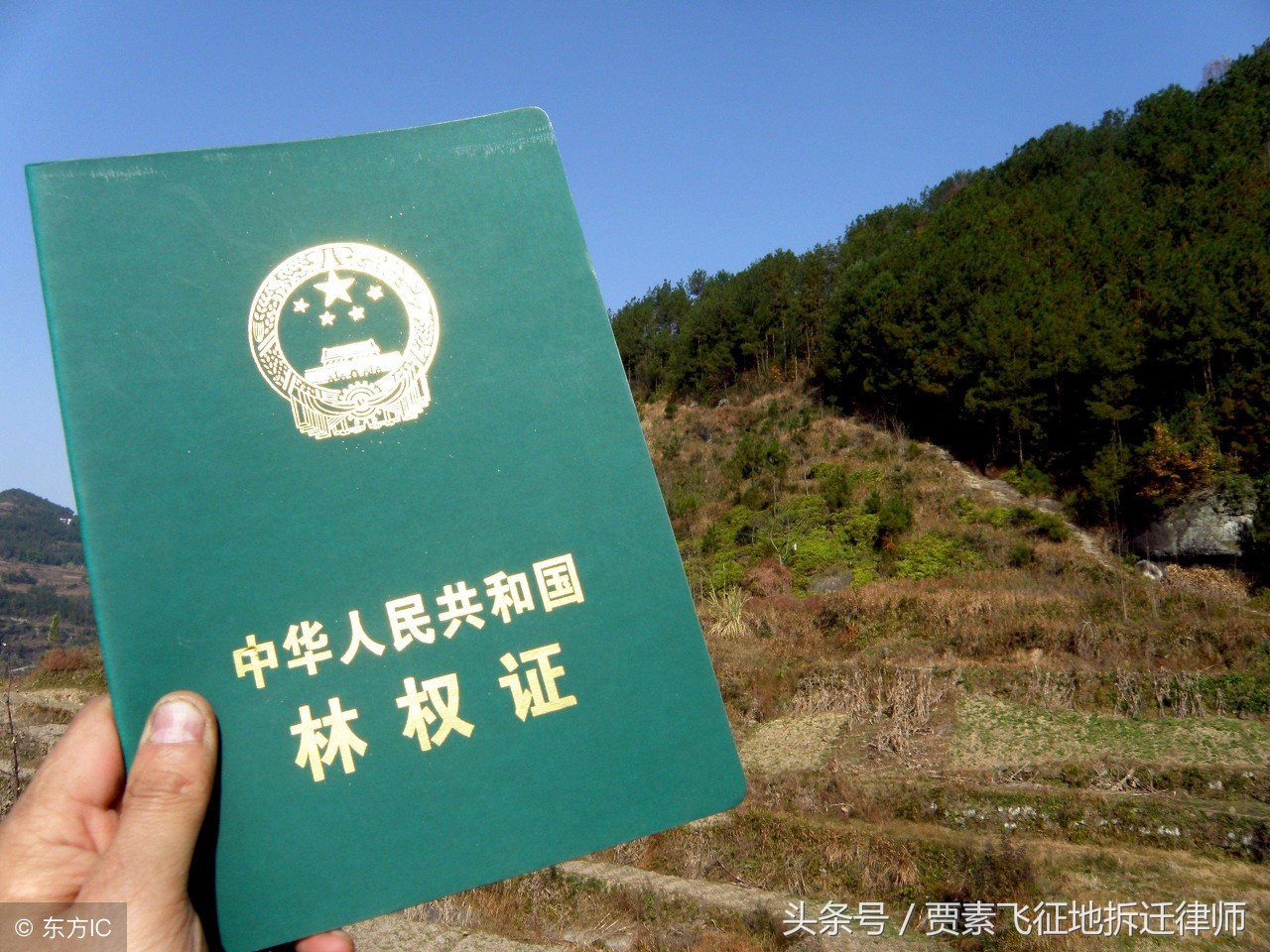 最高法院审理关于土地确权的案,法院判撤销林权证的案例