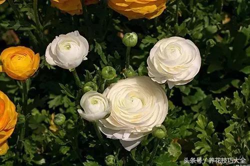 10月份哪些花可以翻盆,秋季换盆的花有哪些