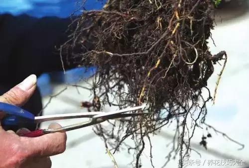 10月份哪些花可以翻盆,秋季换盆的花有哪些