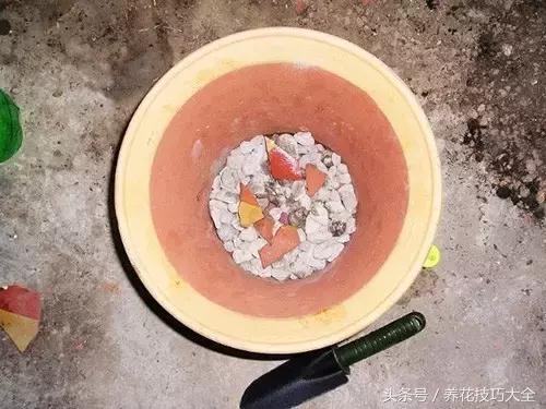 10月份哪些花可以翻盆,秋季换盆的花有哪些