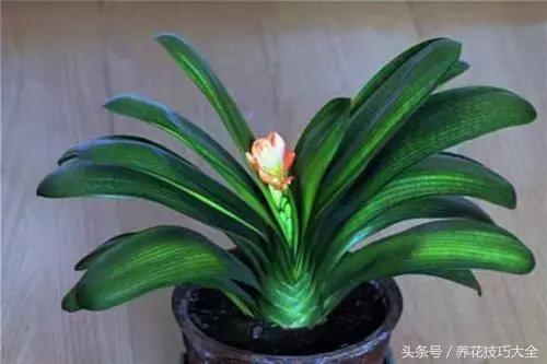 10月份哪些花可以翻盆,秋季换盆的花有哪些