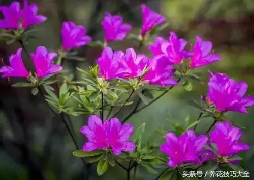 10月份哪些花可以翻盆,秋季换盆的花有哪些