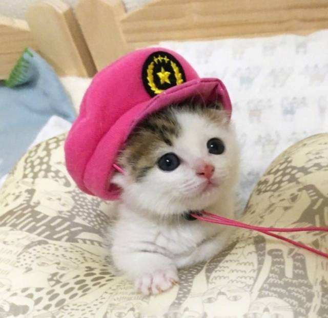 宠物食品基础知识,宠物低盐湿粮怎么选择