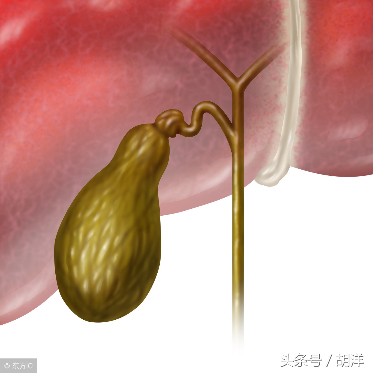 药物损伤肝脏吃什么保肝药,保肝药有哪几种
