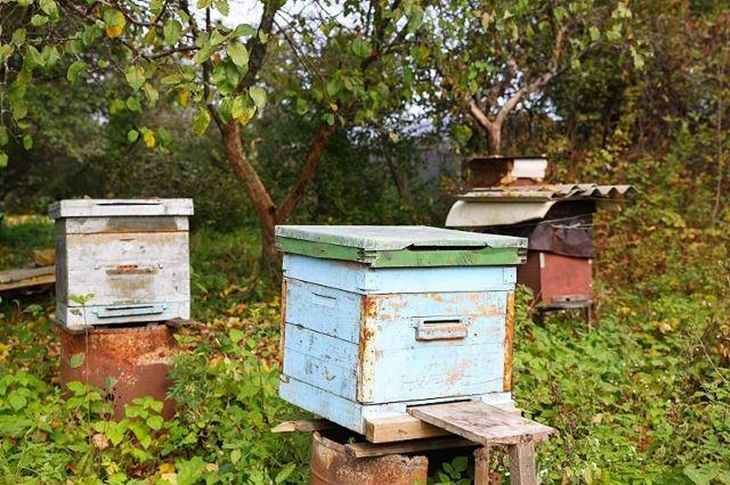 怎样饲养中蜂强群,中蜂维持强群的养殖方法