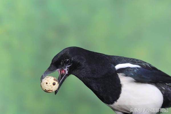 喜鹊有多坏,喜鹊祸害庄稼