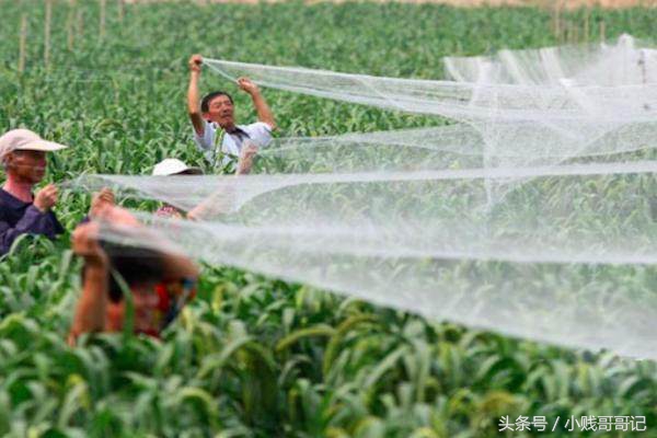 喜鹊有多坏,喜鹊祸害庄稼