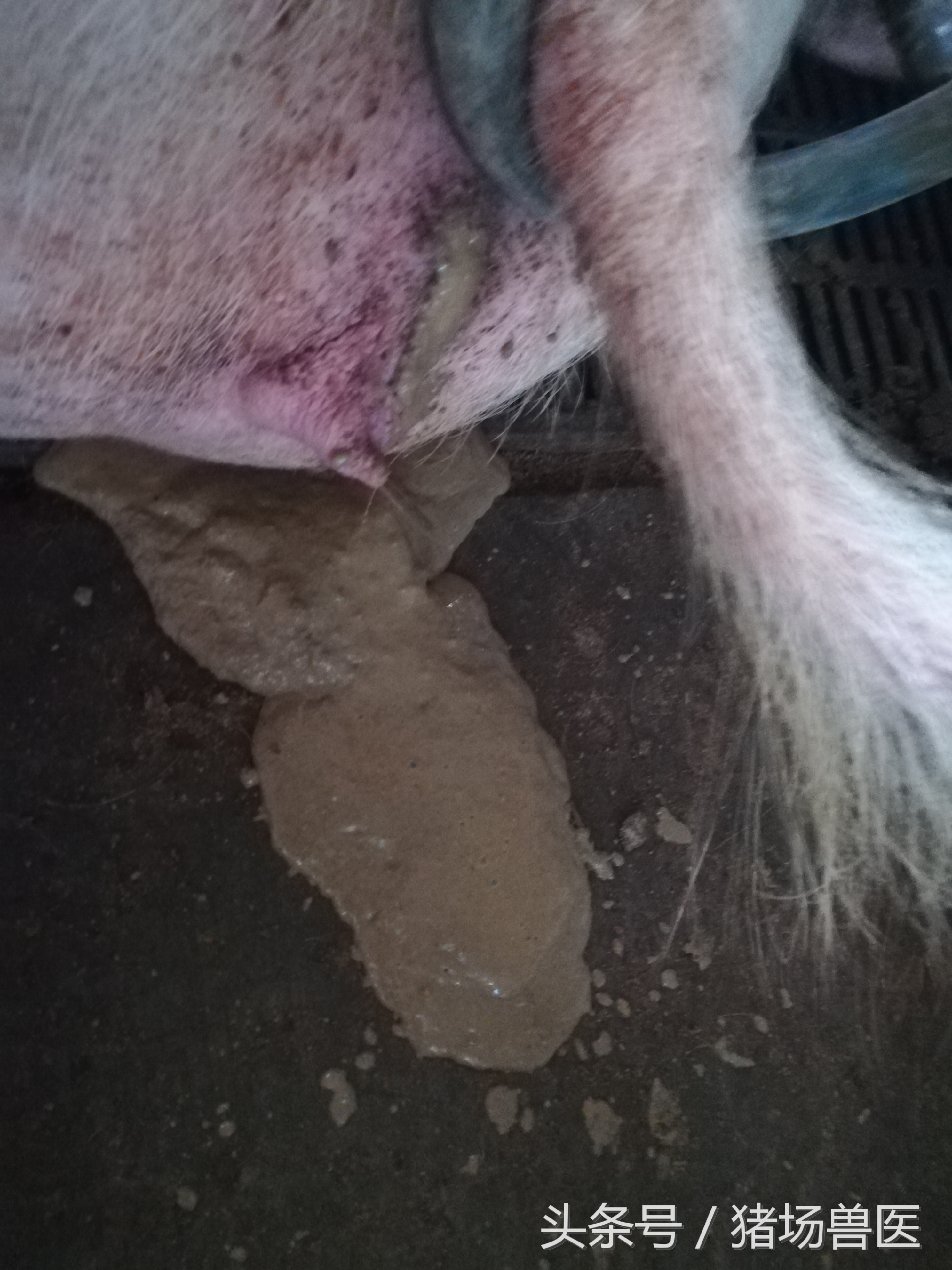 猪场如何辨别病猪,猪场猪病判断