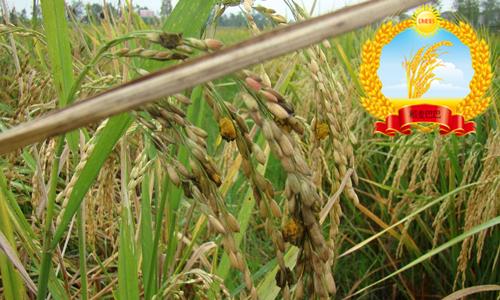 水稻稻曲病危害症状,水稻稻曲病的最佳防治时间