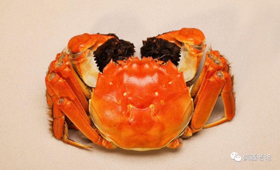 秋风起蟹脚肥是指哪里螃蟹,秋风起蟹脚肥视频