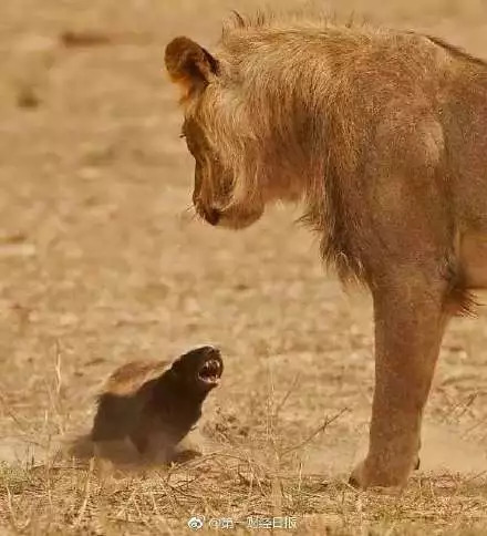 马云宣布退休全部视频,马云退休前放大招