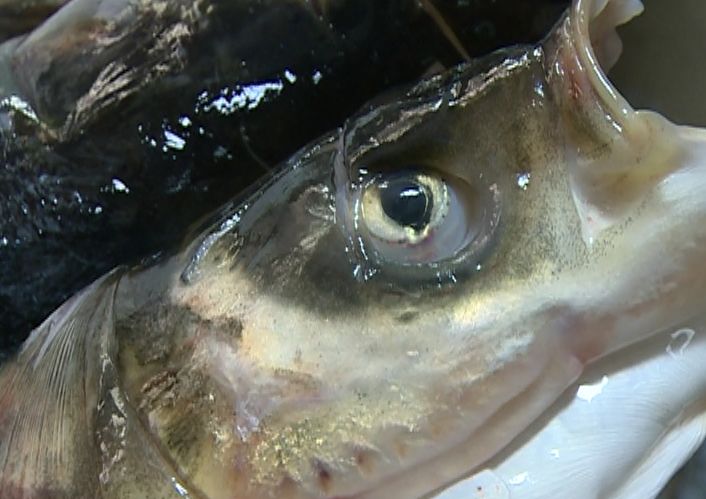 廖姥爷美蛙鱼头晋宁店,晋宁吾悦广场美蛙鱼头团购