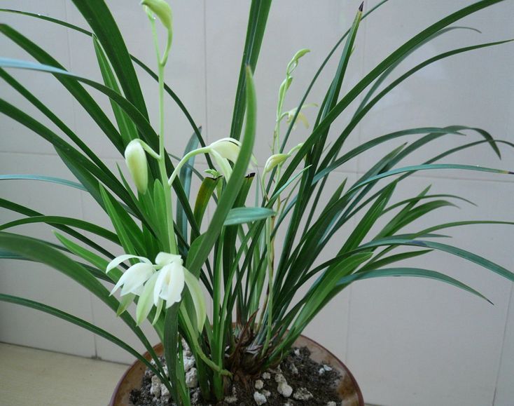 兰花常见病害及防治方法,兰花的病虫害及防治方法