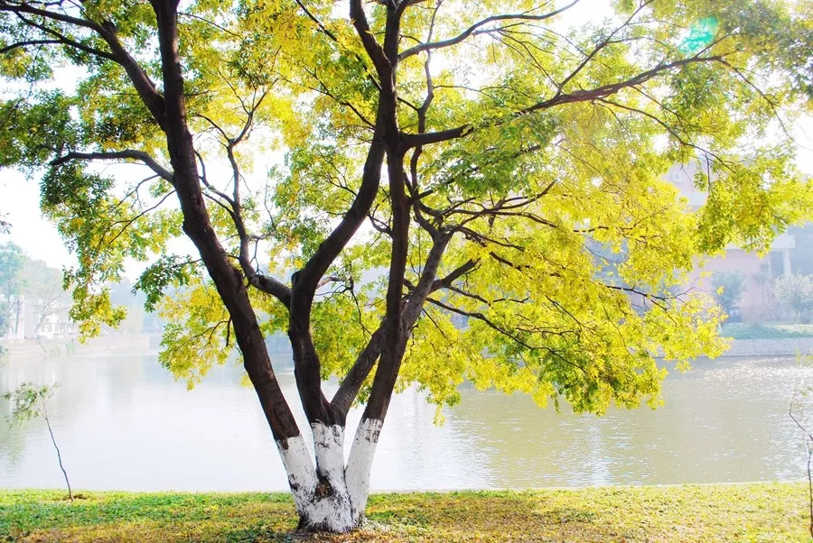 华南农业大学研究生官网招生信息,华南农业大学官网研究生招生简章