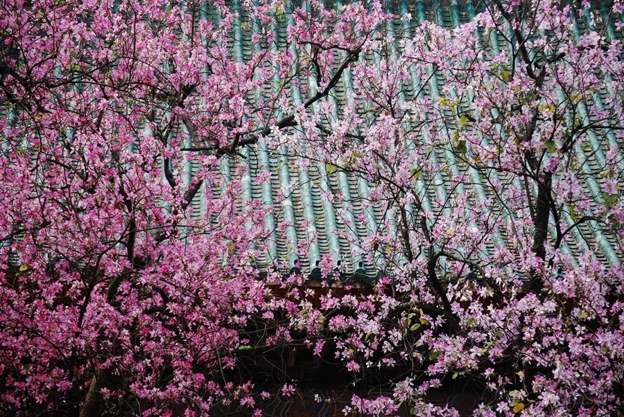 华南农业大学研究生官网招生信息,华南农业大学官网研究生招生简章