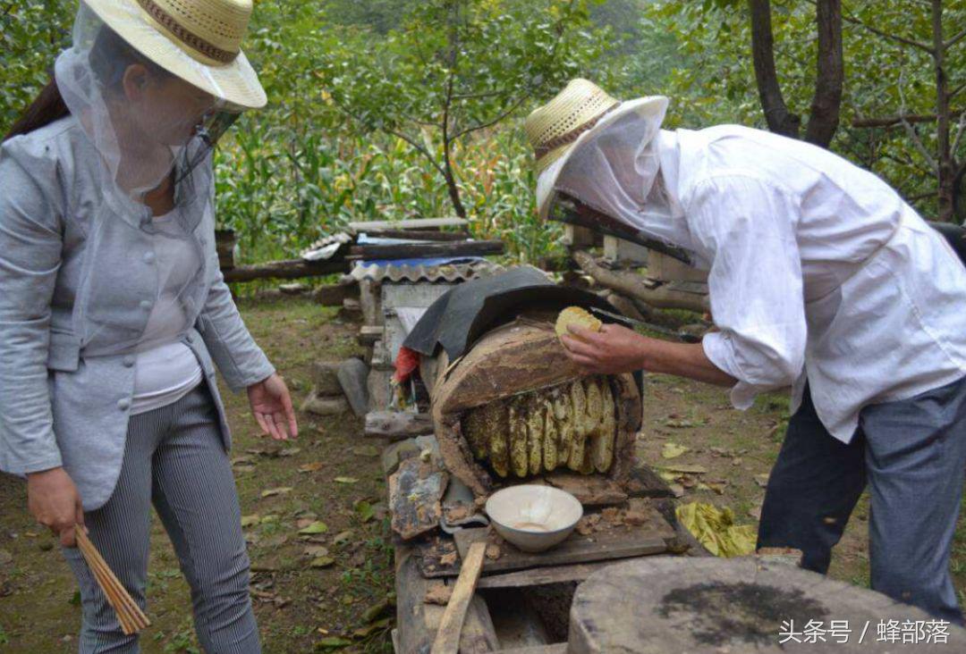 你天天吵着要吃的土蜂蜜,或许质量远远低于你天天喷的意蜂蜜