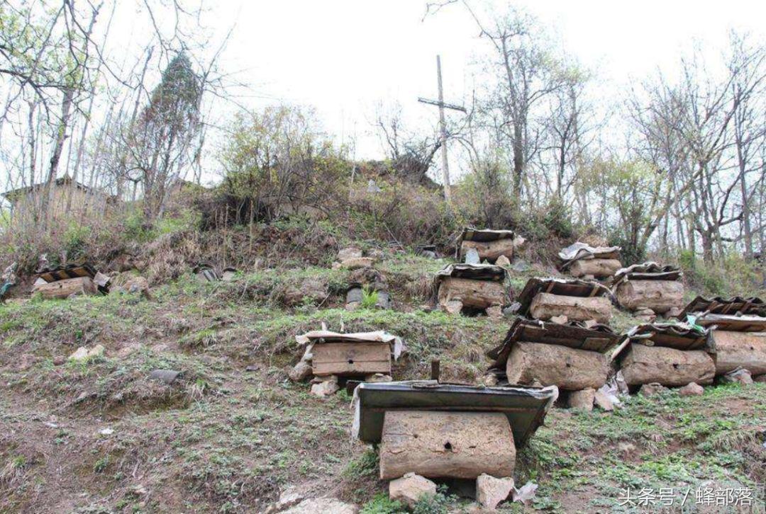 你天天吵着要吃的土蜂蜜,或许质量远远低于你天天喷的意蜂蜜