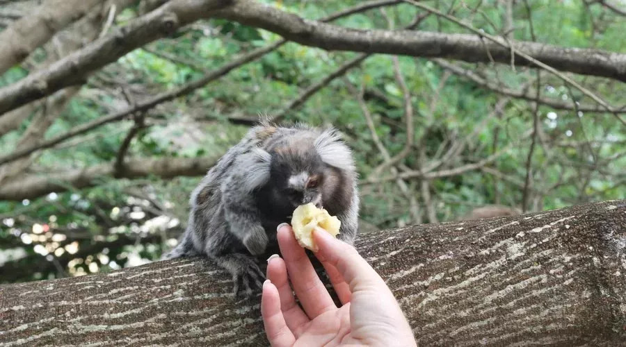 广深港高铁需要办通行证么,广深港高铁最新消息