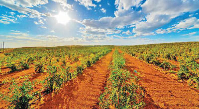 光明日报历史,宁夏中宁枸杞有多少年的历史