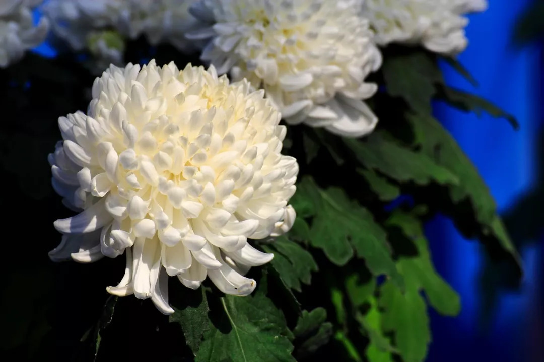 秋日赏菊30张菊花图美到心醉,美到令人心醉的菊花图片