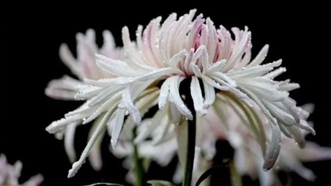 秋日赏菊30张菊花图美到心醉,美到令人心醉的菊花图片