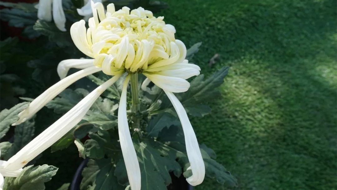 秋日赏菊30张菊花图美到心醉,美到令人心醉的菊花图片