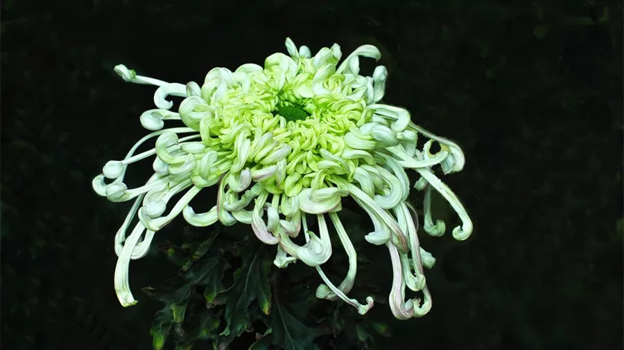 秋日赏菊30张菊花图美到心醉,美到令人心醉的菊花图片