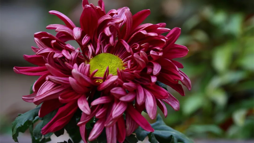 秋日赏菊30张菊花图美到心醉,美到令人心醉的菊花图片