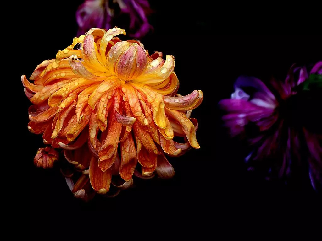 秋日赏菊30张菊花图美到心醉,美到令人心醉的菊花图片