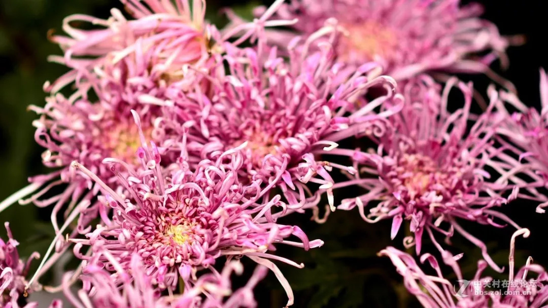 秋日赏菊30张菊花图美到心醉,美到令人心醉的菊花图片