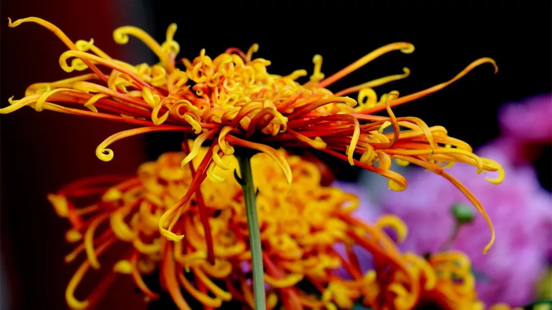 秋日赏菊30张菊花图美到心醉,美到令人心醉的菊花图片