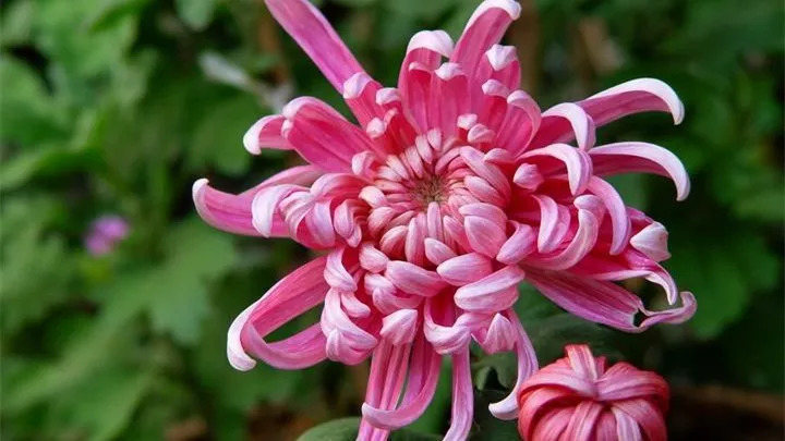 秋日赏菊30张菊花图美到心醉,美到令人心醉的菊花图片