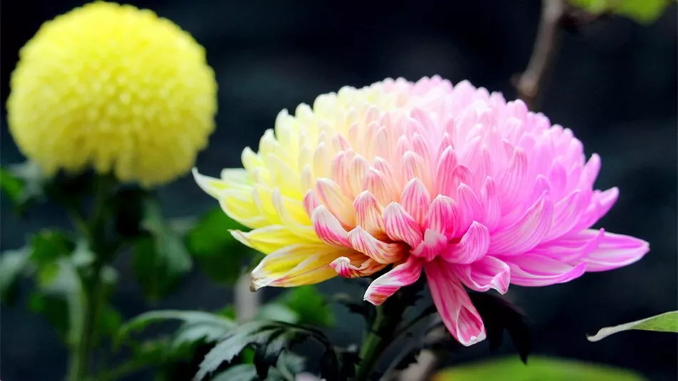 秋日赏菊30张菊花图美到心醉,美到令人心醉的菊花图片